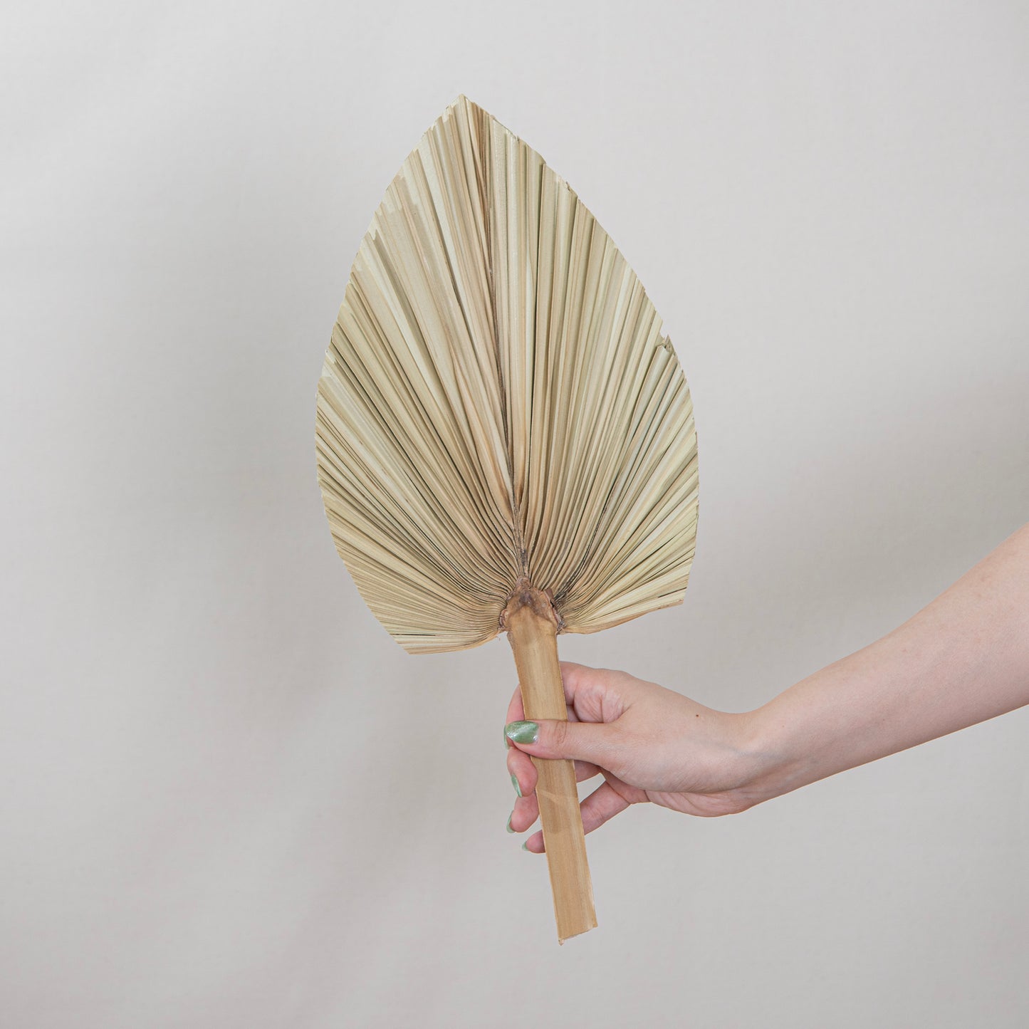 Sun Palm Dry Leaf Spade Shape