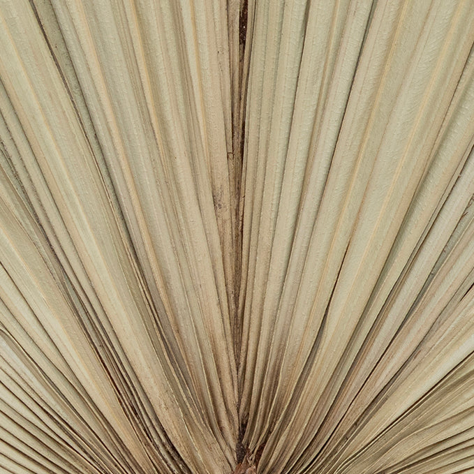 Sun Palm Dry Leaf Spade Shape