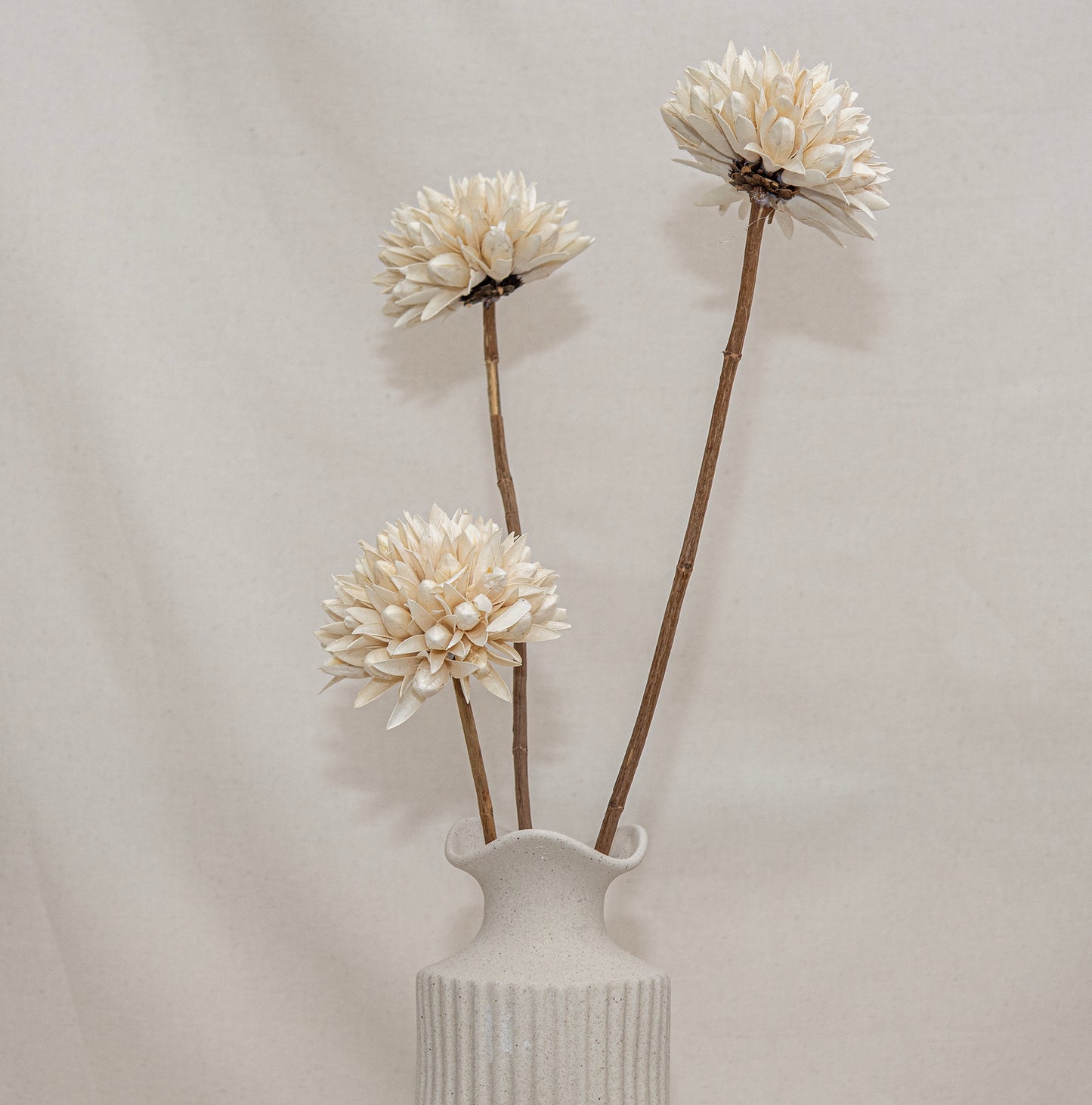 Magnolia Dried Flowers Cream White Set of 2