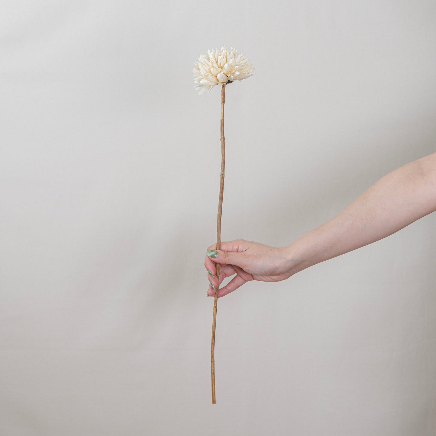 Magnolia Dried Flowers Cream White Set of 2