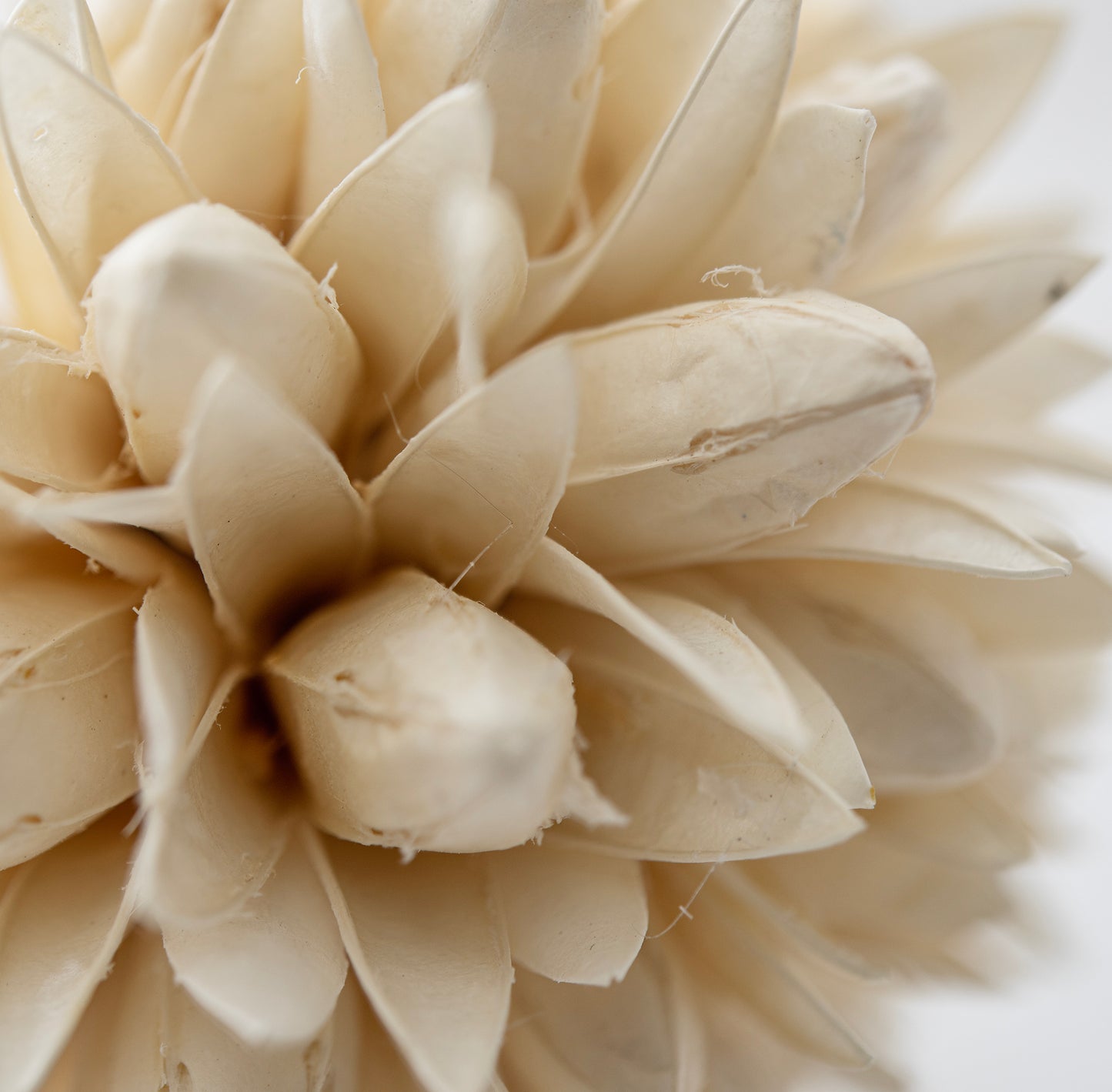 Magnolia Dried Flowers Cream White Set of 2