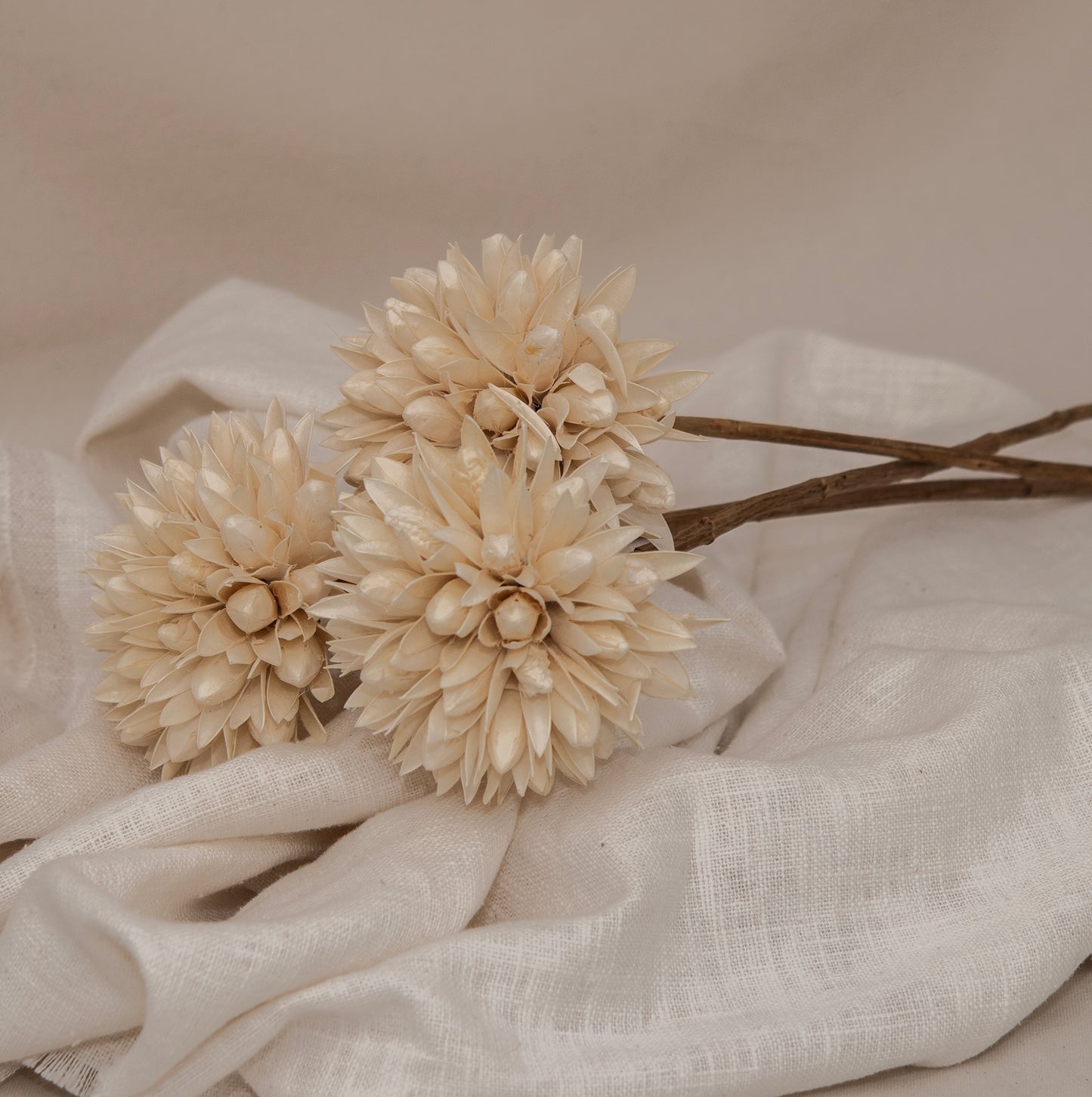 Magnolia Dried Flowers Cream White Set of 2